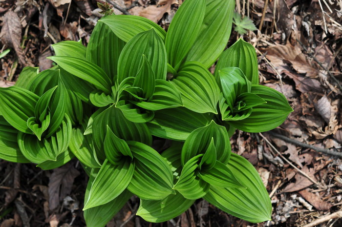 天目藜芦Veratrum schindleri 天目藜芦Veratrum schindleri