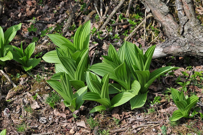 天目藜芦Veratrum schindleri