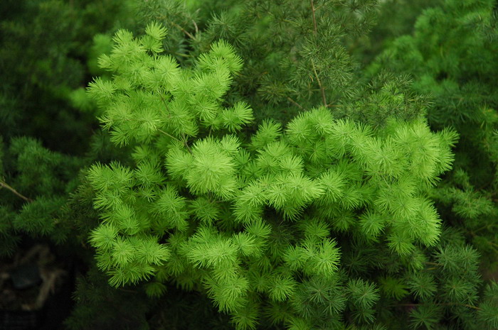 松叶武竹Asparagus macowanii 松叶武竹Asparagus macowanii
