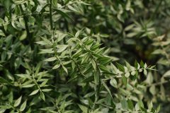 假叶树Ruscus aculeatus