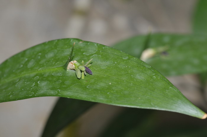 舌苞假叶树Ruscus hypoglossum 舌苞假叶树Ruscus hypoglossum