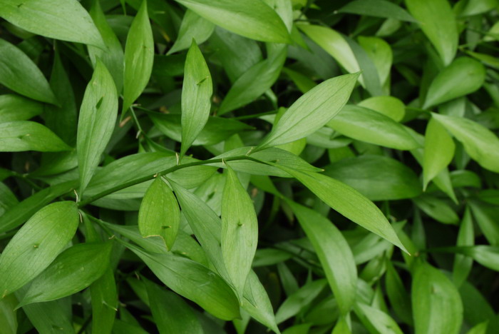舌苞假叶树Ruscus hypoglossum 舌苞假叶树Ruscus hypoglossum