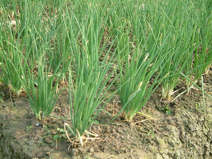 火葱Allium ascalonicum 火葱Allium ascalonicum