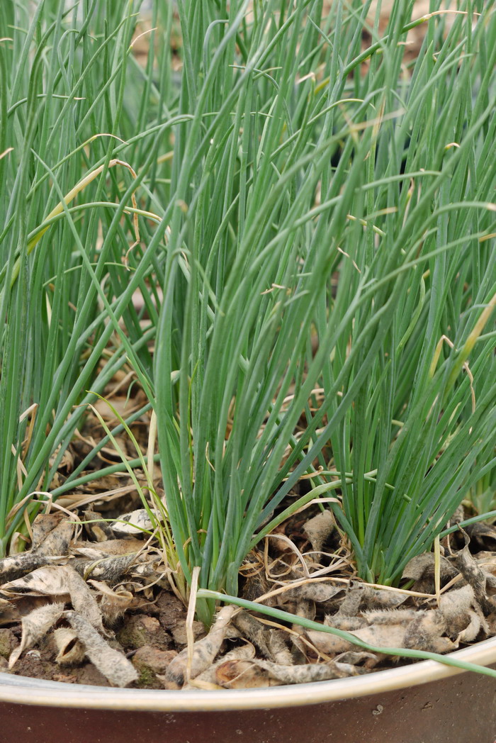 火葱Allium ascalonicum 火葱Allium ascalonicum