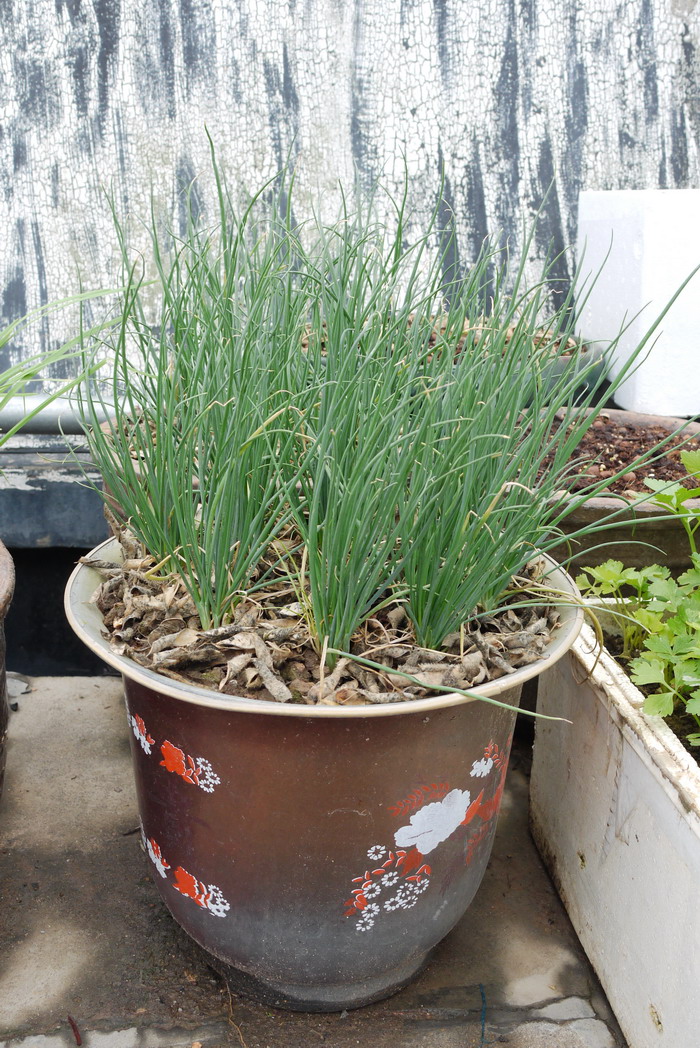 火葱Allium ascalonicum 火葱Allium ascalonicum