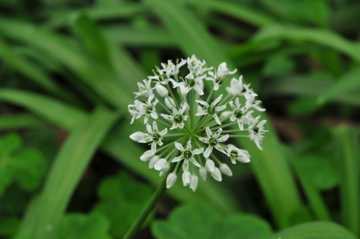 大叶韭Allium hookeri