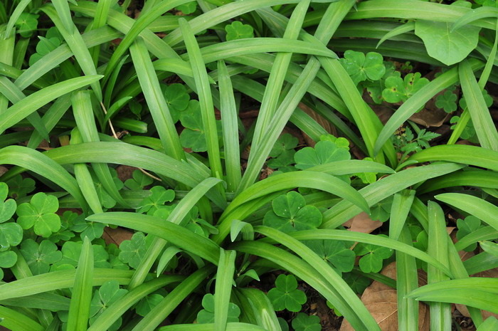 大叶韭Allium hookeri 大叶韭Allium hookeri