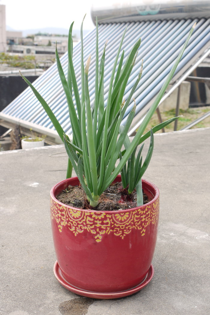 洋葱Allium cepa 洋葱Allium cepa