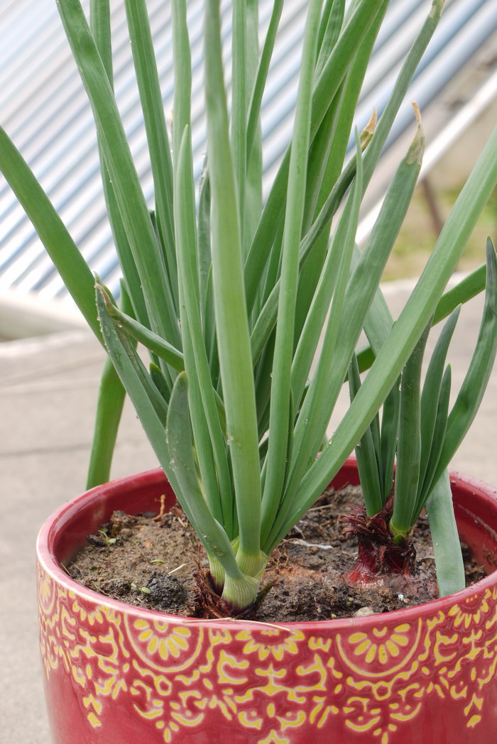 洋葱Allium cepa 洋葱Allium cepa