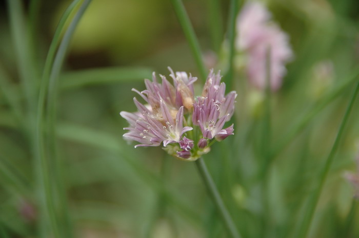 香葱Allium cepiforme 香葱Allium cepiforme