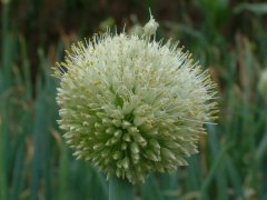 葱Allium fistulosum