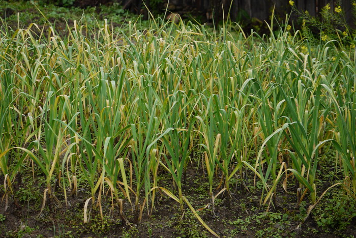蒜Allium sativum 蒜Allium sativum