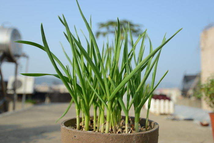 蒜Allium sativum 蒜Allium sativum