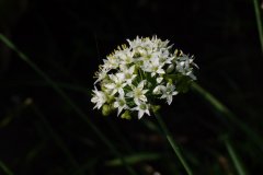 韭Allium tuberosum