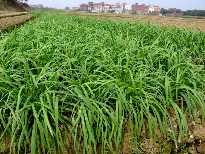 韭Allium tuberosum