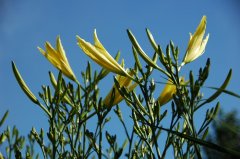 黄花菜Hemerocallis citrina