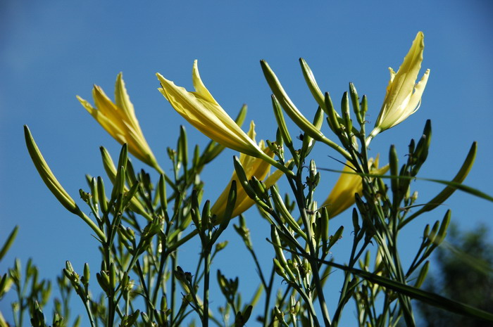 黄花菜Hemerocallis citrina