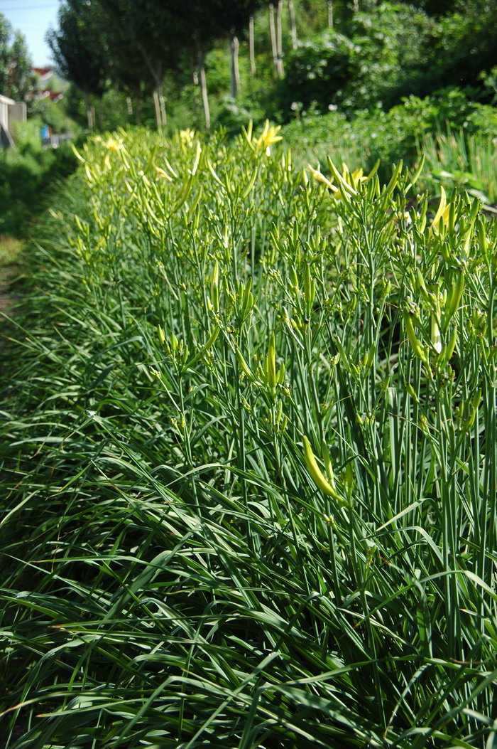 黄花菜Hemerocallis citrina 黄花菜Hemerocallis citrina