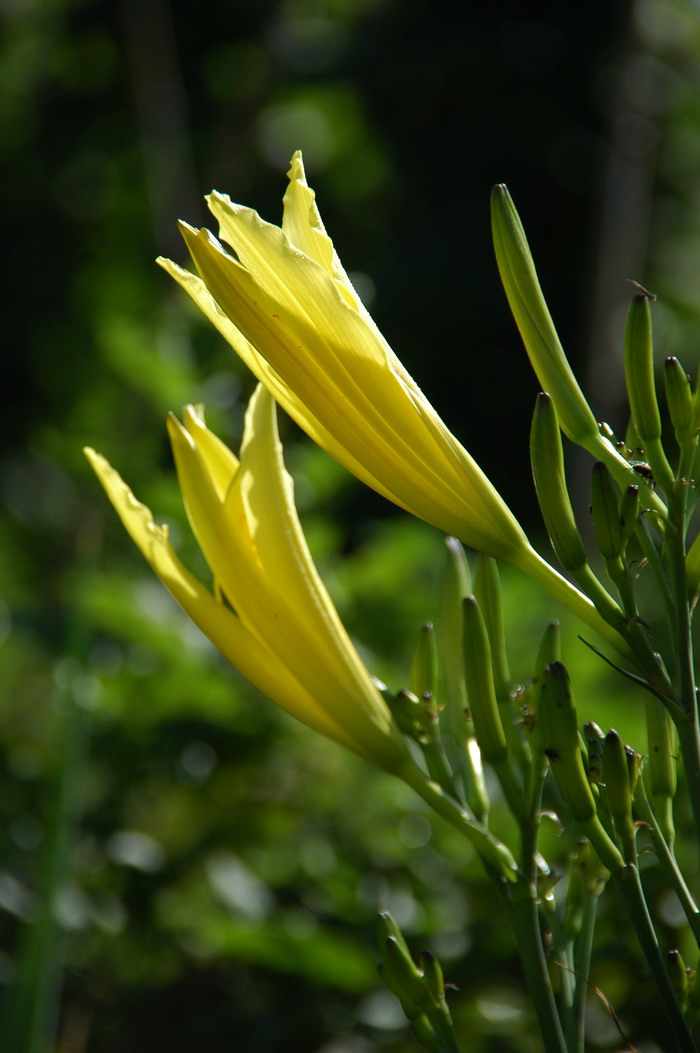 黄花菜Hemerocallis citrina 黄花菜Hemerocallis citrina