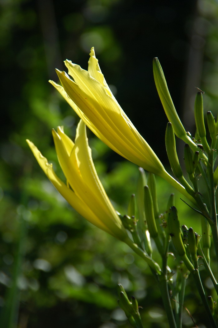 黄花菜Hemerocallis citrina