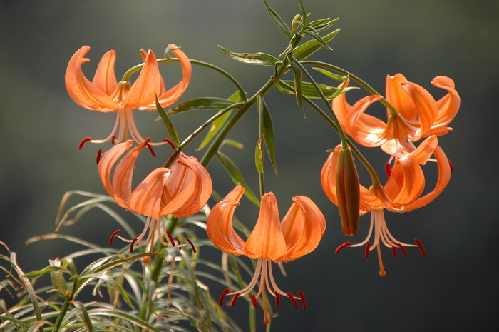 兰州百合Lilium davidii var. willmottiae 兰州百合Lilium davidii var. willmottiae