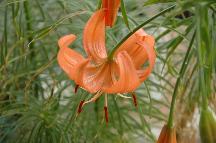 兰州百合Lilium davidii var. willmottiae 兰州百合Lilium davidii var. willmottiae