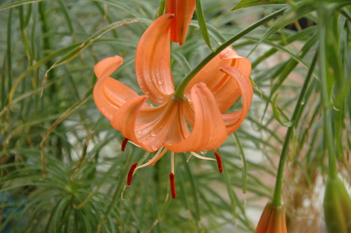 兰州百合Lilium davidii var. willmottiae