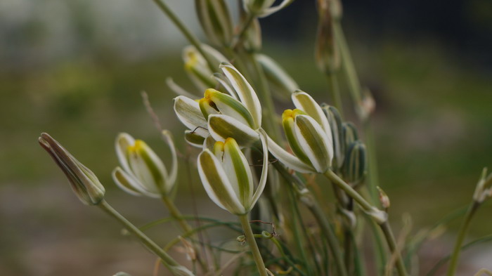 哨兵花Albuca humilis 哨兵花Albuca humilis