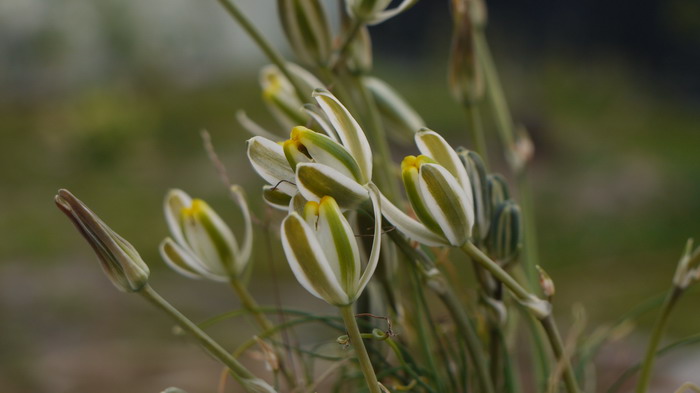 哨兵花Albuca humilis