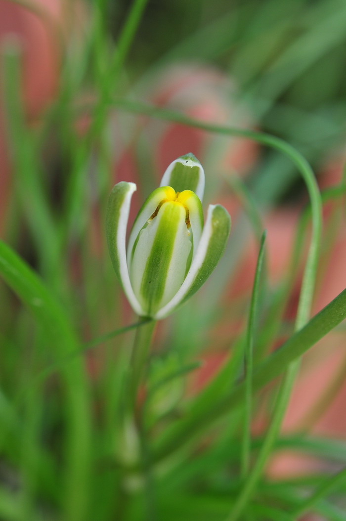哨兵花Albuca humilis 哨兵花Albuca humilis