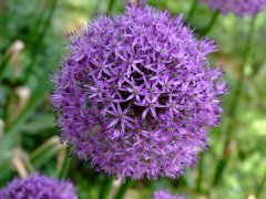 大花葱Allium giganteum