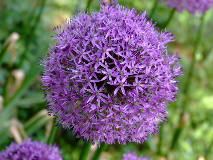 大花葱Allium giganteum 大花葱Allium giganteum