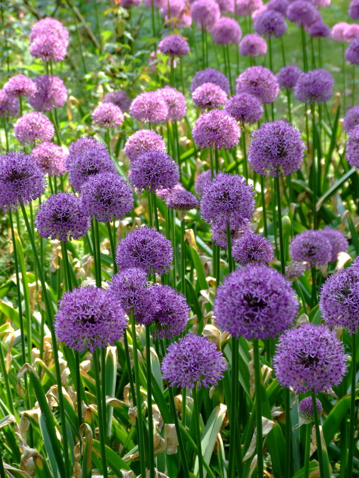 大花葱Allium giganteum 大花葱Allium giganteum