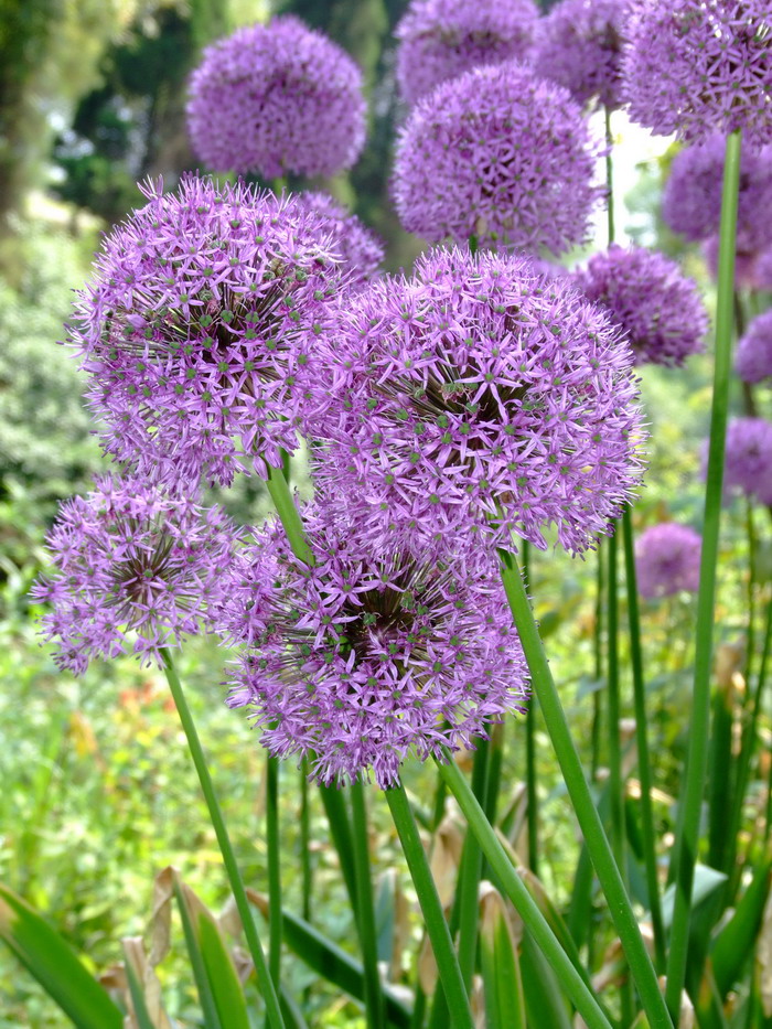 大花葱Allium giganteum