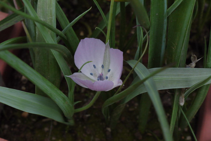 蝴蝶百合Calochortus ‘Cupido’ 蝴蝶百合Calochortus ‘Cupido’