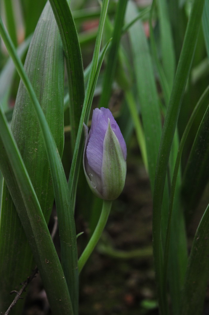 蝴蝶百合Calochortus ‘Cupido’ 蝴蝶百合Calochortus ‘Cupido’