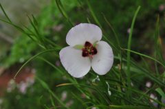 猫耳百合Calochortus ‘Symphony’