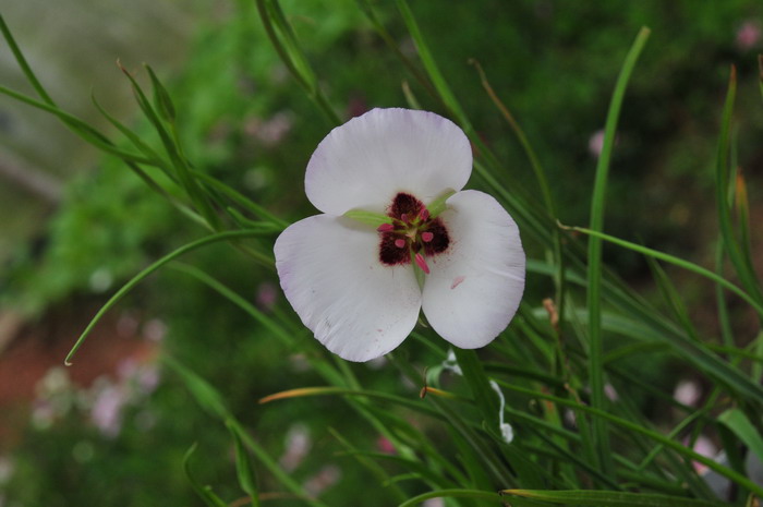 猫耳百合Calochortus ‘Symphony’ 猫耳百合Calochortus ‘Symphony’