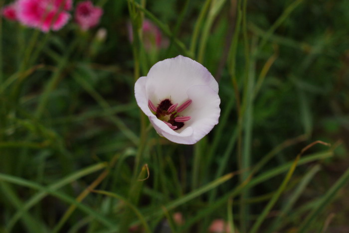 猫耳百合Calochortus ‘Symphony’ 猫耳百合Calochortus ‘Symphony’