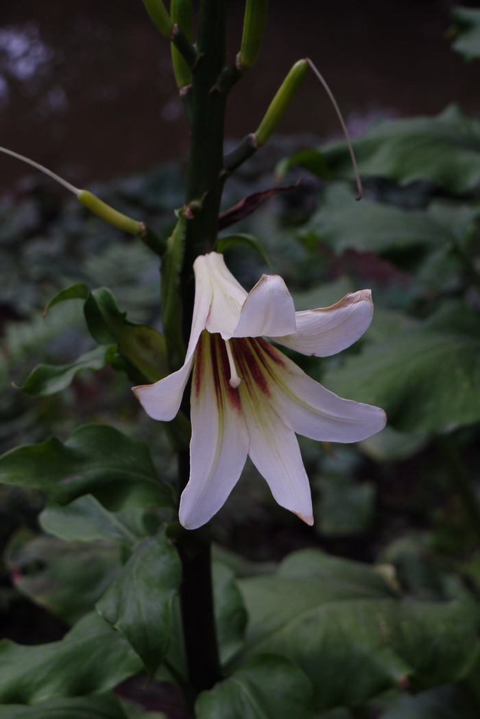 大百合Cardiocrinum giganteum