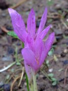 秋水仙Colchicum autumnale