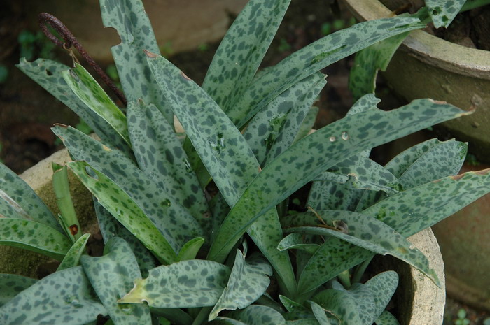 油点百合Drimiopsis botryoides 油点百合Drimiopsis botryoides