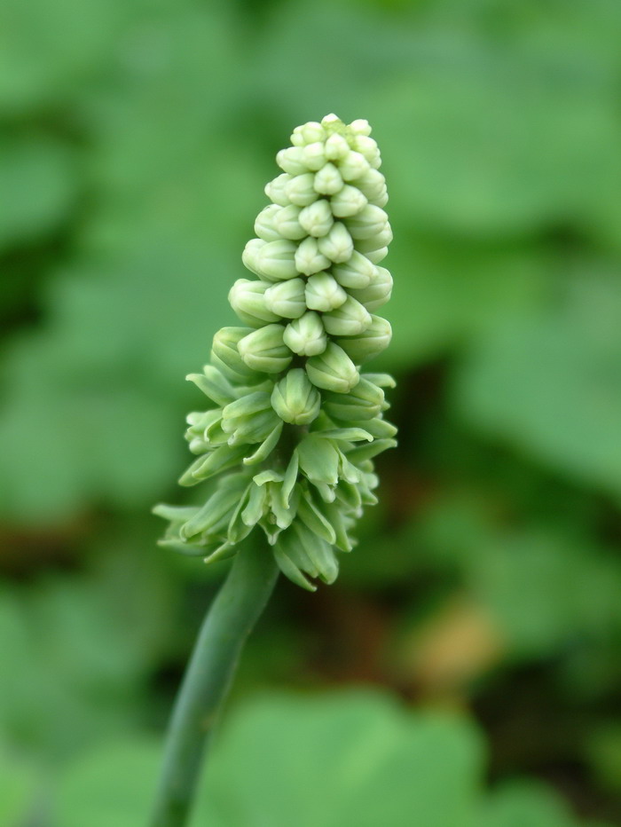 油点百合Drimiopsis botryoides 油点百合Drimiopsis botryoides