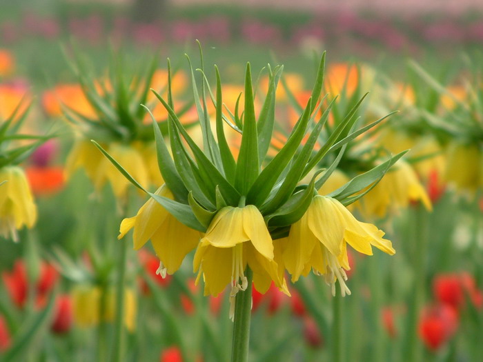 露蒂贝母Fritillaria ‘Lutea’