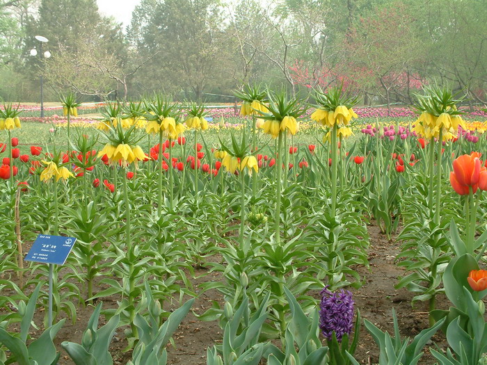 露蒂贝母Fritillaria ‘Lutea’