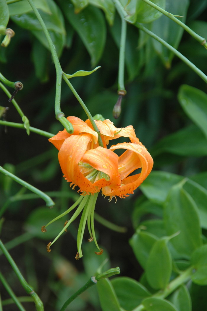 湖北百合Lilium henryi 湖北百合Lilium henryi