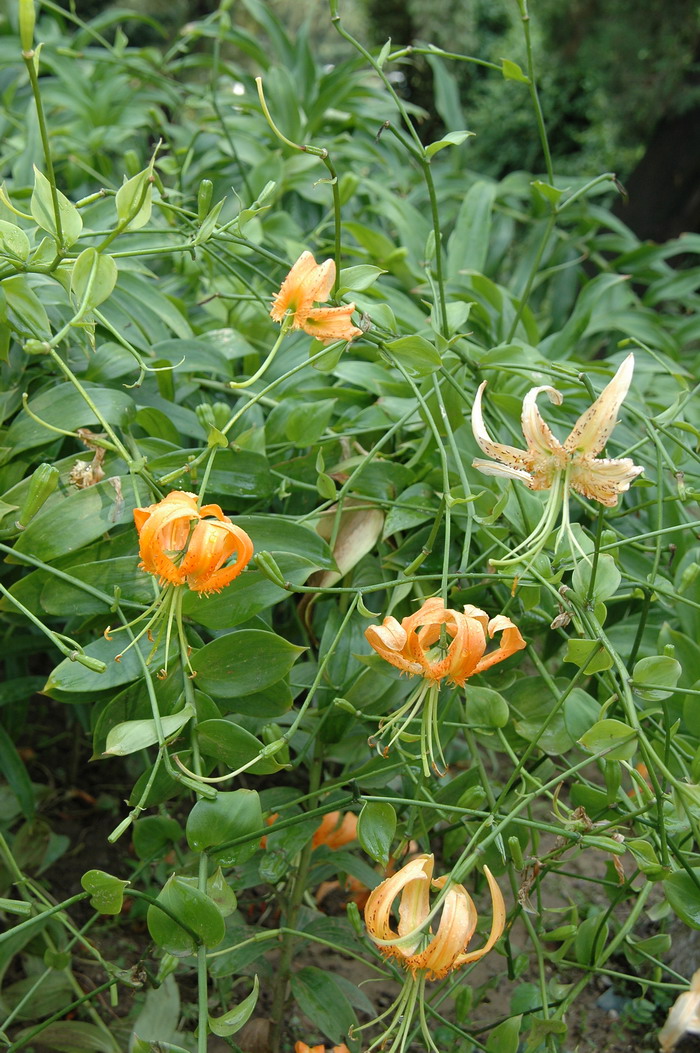 湖北百合Lilium henryi