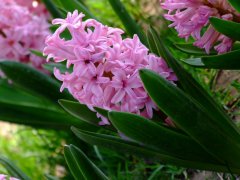 风信子Hyacinthus orientalis