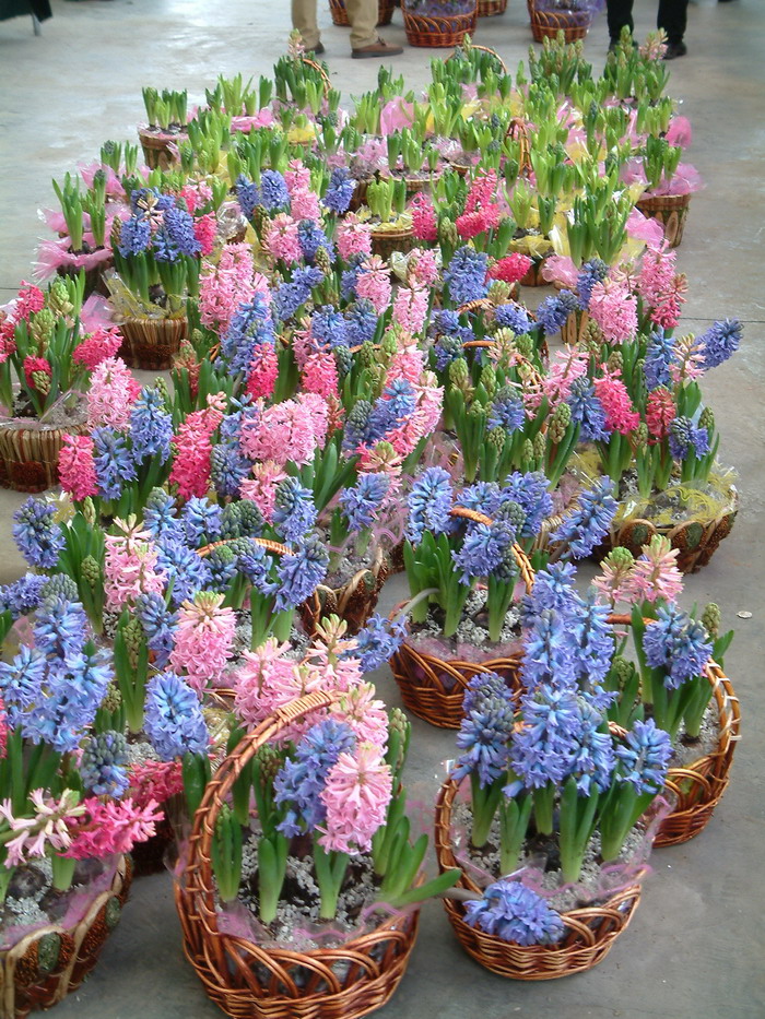 风信子Hyacinthus orientalis 风信子Hyacinthus orientalis
