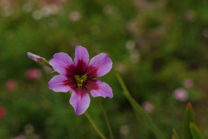 阳光百合Leucocoryne vittata 阳光百合Leucocoryne vittata